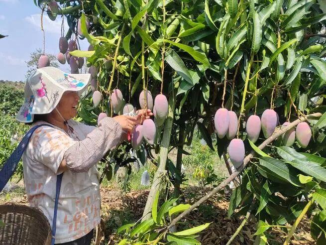 一颗芒果，让热区成为热土！《人民日报》点赞云南因地制宜发展特色农业