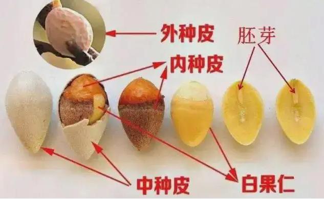 如何科学食用银杏果？