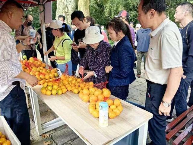 “橘黄蟹肥”季节到来，上海10座公园可以买到“酸酸甜甜”的幸福