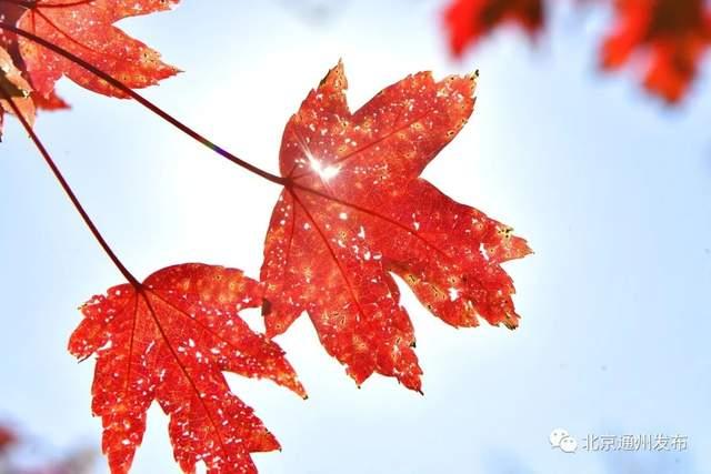 太美了！副中心推出5条赏秋游憩路线！附观赏攻略，快来打卡