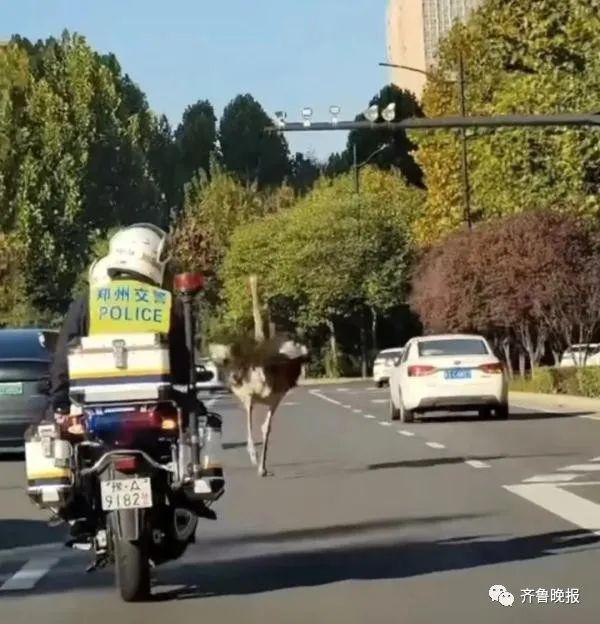 一只鸵鸟早高峰在高架上狂奔，交警紧追几十公里……网友：赶去上班打卡吗