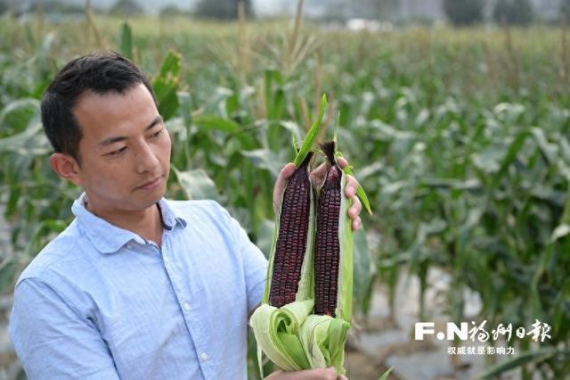 琅岐种业基地秋季玉米上市。记者 陈暖 摄