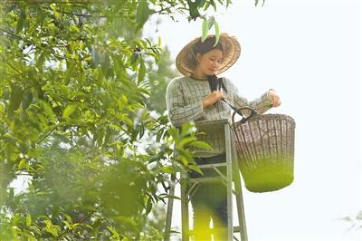 老挝古树茶，香飘进博会