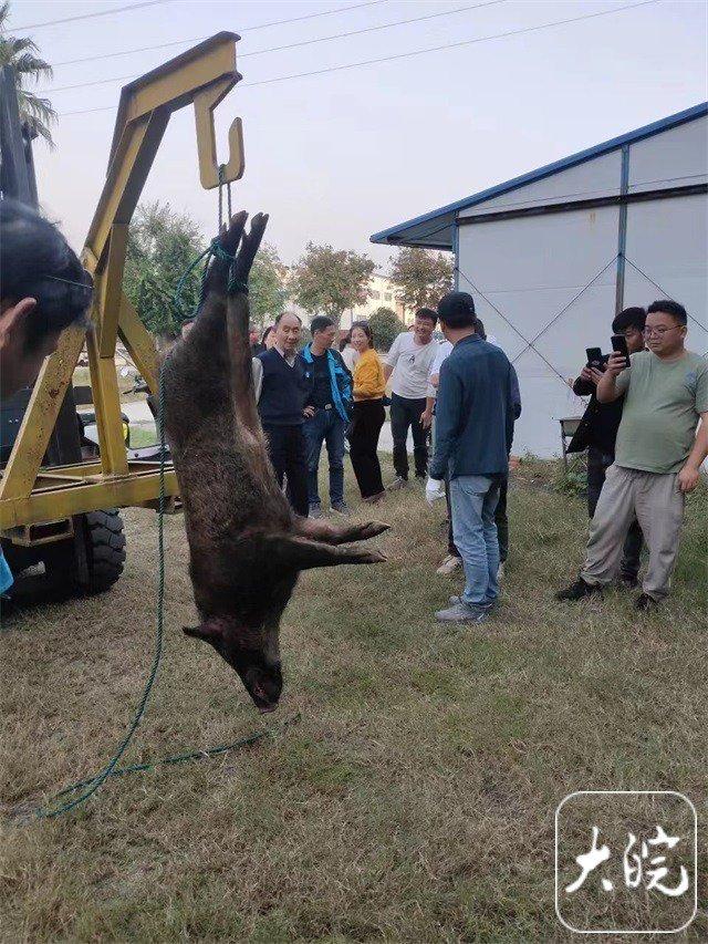 安徽一男子驱赶闯入厂区的野猪被袭击撕咬，缝合100多针