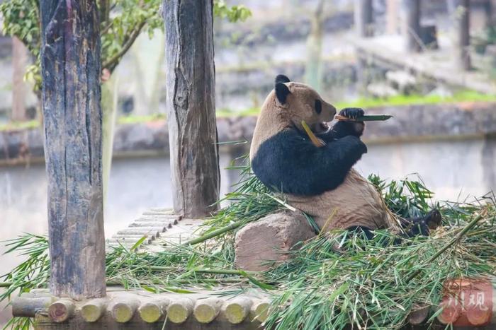 旅美大熊猫“美香”一家抵达成都！为什么这些国宝今年“扎堆”回国？