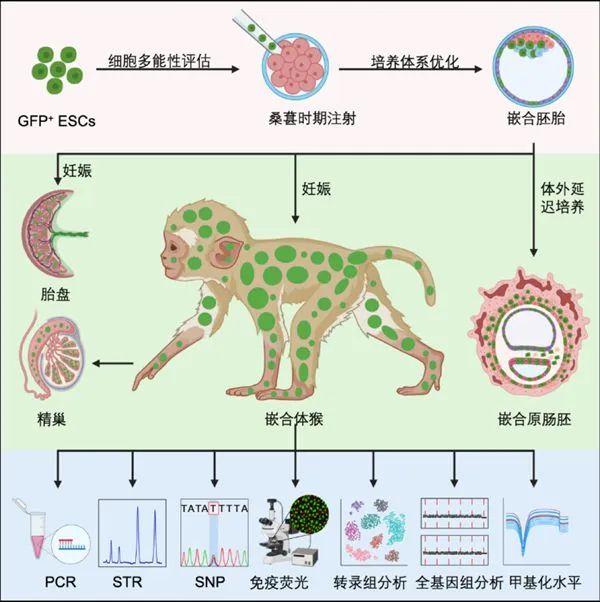 这只可爱的小猴怎么是绿毛？上海科学家干了大事