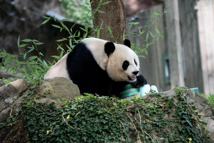 旅美大熊猫“美香”一家抵达成都！为什么这些国宝今年“扎堆”回国？