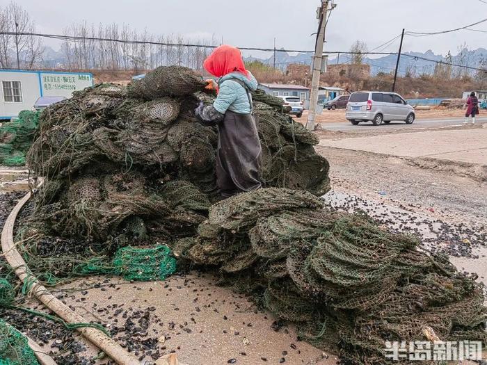 凌晨3点，青岛一对夫妻摸黑出海！这种海鲜…到了最肥美的时候！忙活一季能挣四五十万