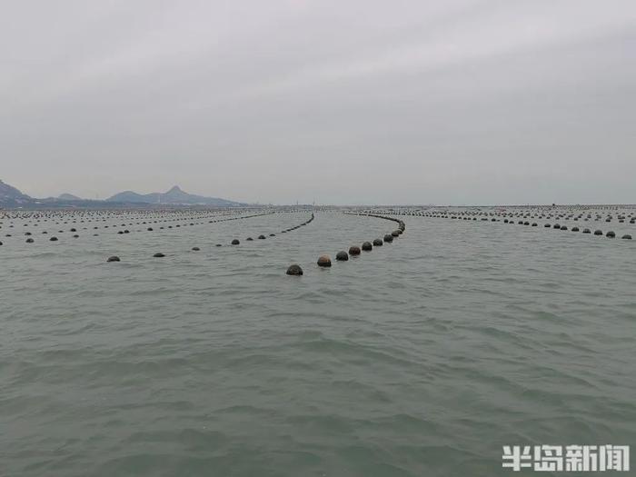 凌晨3点，青岛一对夫妻摸黑出海！这种海鲜…到了最肥美的时候！忙活一季能挣四五十万