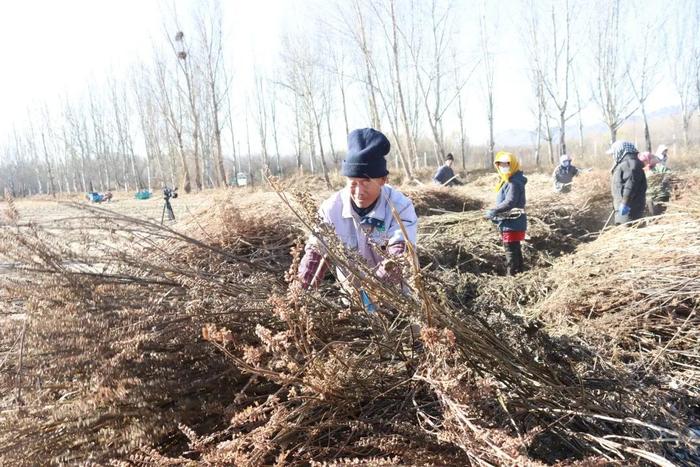 延庆张山营镇中草药大丰收~药田飘香农人忙