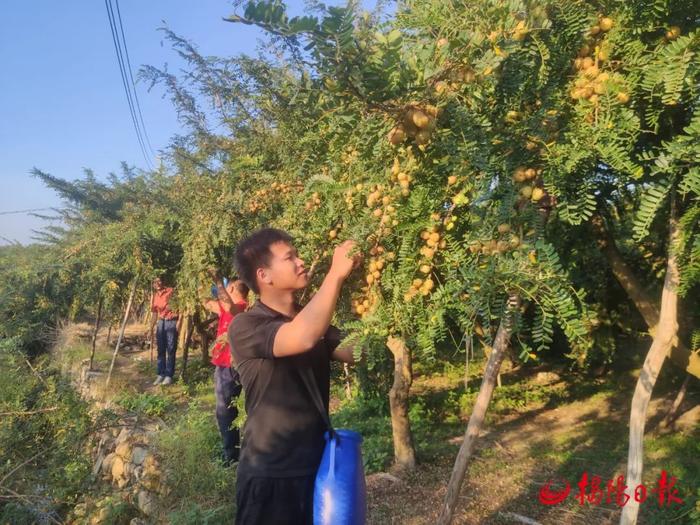 聚焦百千万工程 | ​​普宁市云落镇红光村：​甜油甘成村民“致富果”