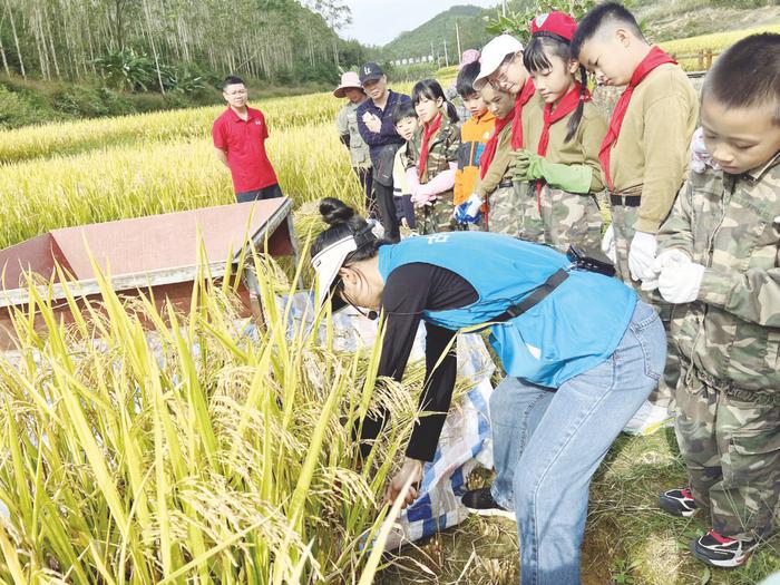 南宁市桃源路小学开展秋收研学活动。(谢浩颖 摄)