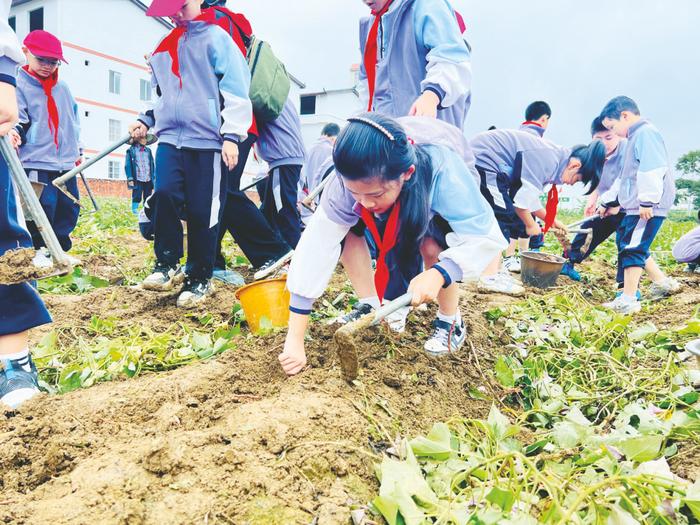 南宁市新阳路小学学生体验挖红薯。(曾文丽 摄)