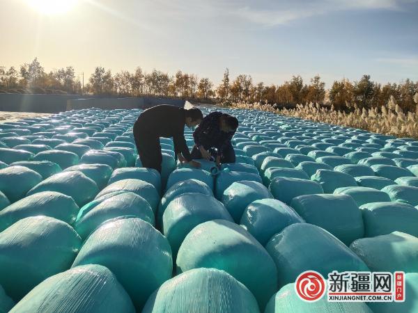 新疆若羌：青贮饲料打包忙 助力畜牧业发展