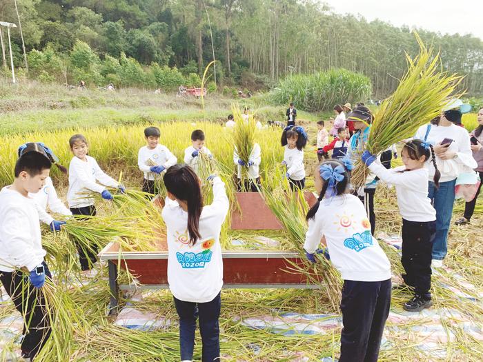 南宁市滨湖路小学教育集团山语城校区学生正在掼稻脱粒。 (韦君 摄)