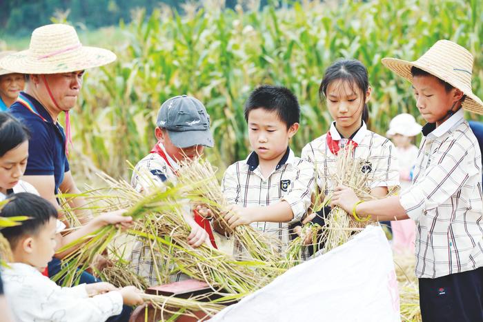 ▲南宁市逸夫小学学生体验收稻谷。(裴诗玲 摄)