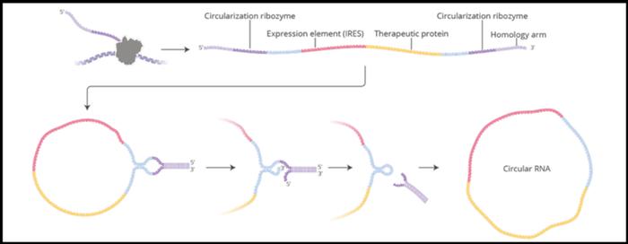 mRNA疗法如何助力细胞疗法开启新篇章？科学家竟想直接在患者体内改造免疫细胞！