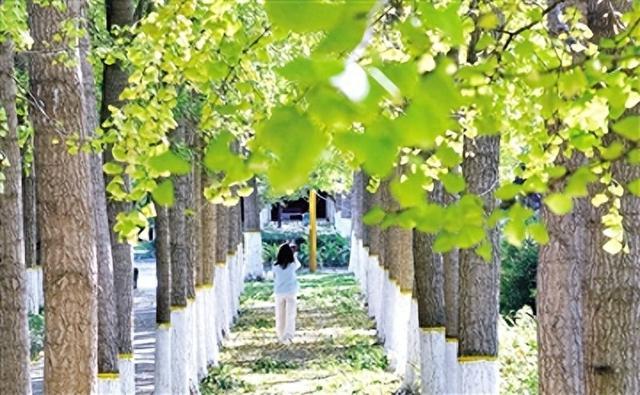 气候原因 今年银杏叶晚黄 一周后观赏最佳