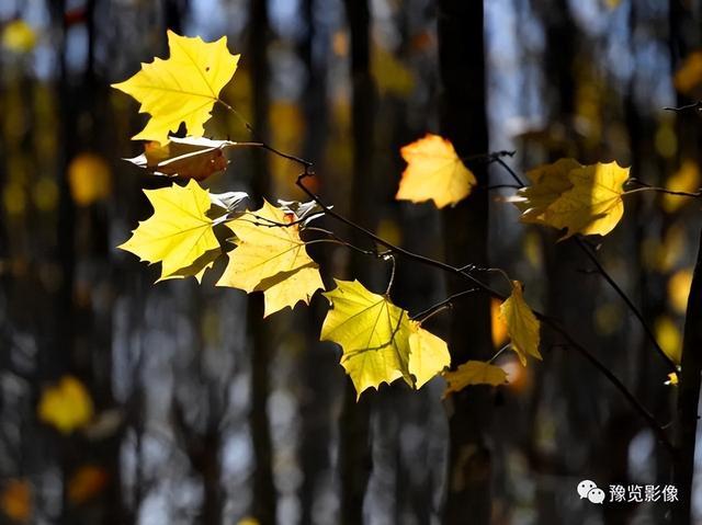 约会、遛娃、赏景、逛吃！盘点郑州周边好去处