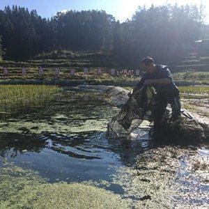 乡村行·看振兴丨大闸蟹在武陵山“筑新居”——重庆酉阳县乡村振兴见闻