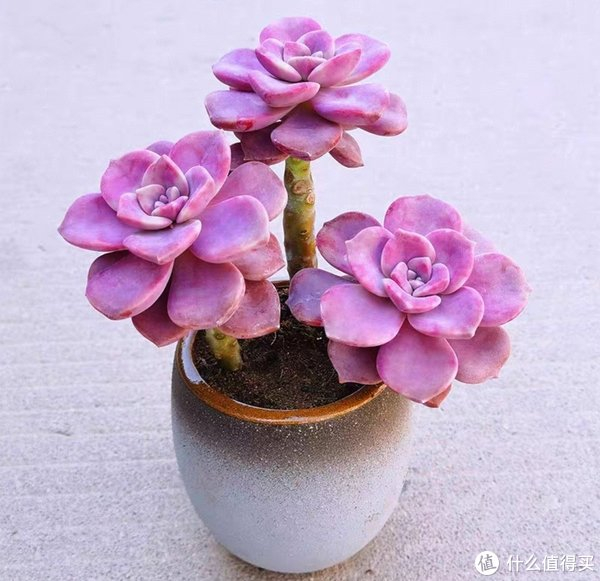 多肉怎样才变色 w700d1q75cms.jpg