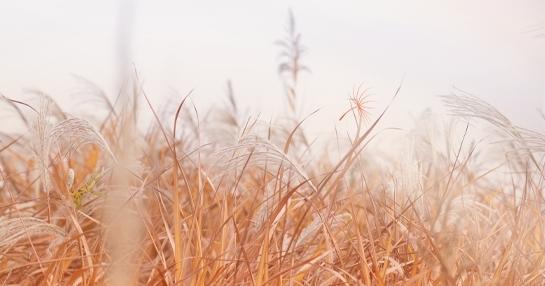 秦皇岛7处芦花海，芦花摇 景色醉～