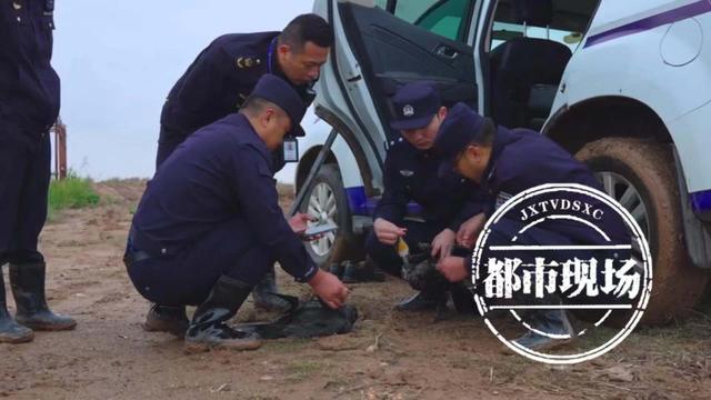 日复一日的坚守 他们组成鄱阳湖上的“候鸟卫士”