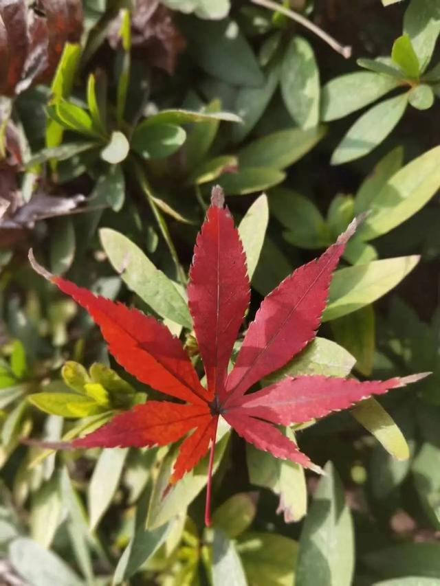 初冬的郑州，烹出最浓烈的“美拉德反应”！