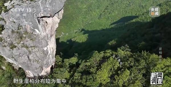 野外灭绝→百万植株 这是植物界“大熊猫”崖柏的重生日记