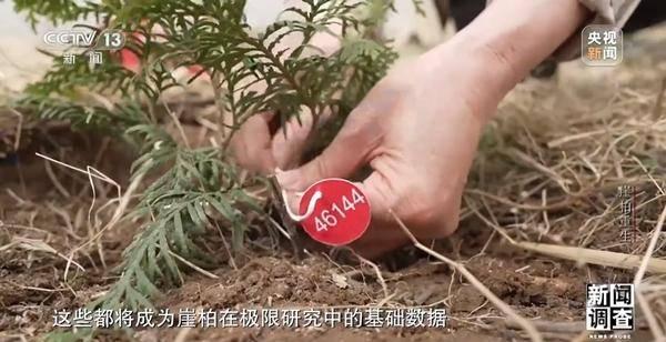 野外灭绝→百万植株 这是植物界“大熊猫”崖柏的重生日记