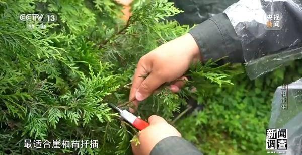 野外灭绝→百万植株 这是植物界“大熊猫”崖柏的重生日记