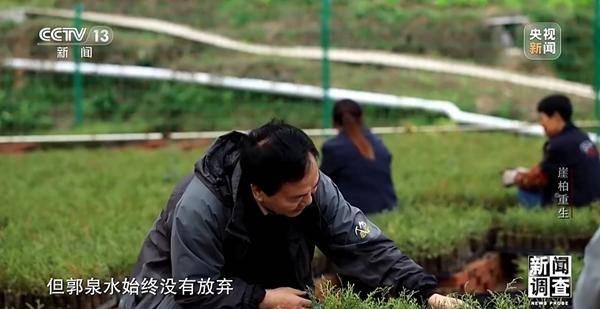 野外灭绝→百万植株 这是植物界“大熊猫”崖柏的重生日记