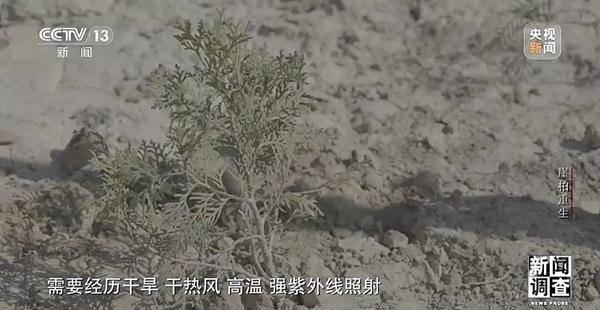 野外灭绝→百万植株 这是植物界“大熊猫”崖柏的重生日记