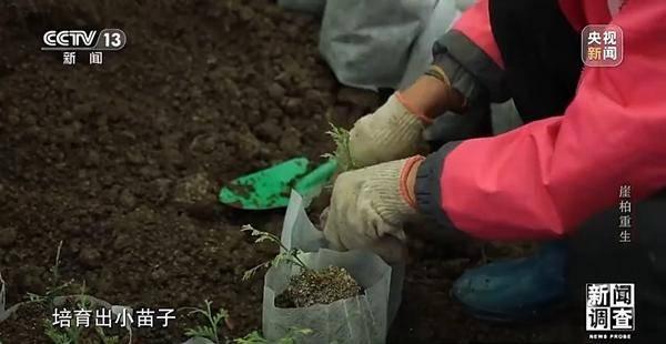 野外灭绝→百万植株 这是植物界“大熊猫”崖柏的重生日记