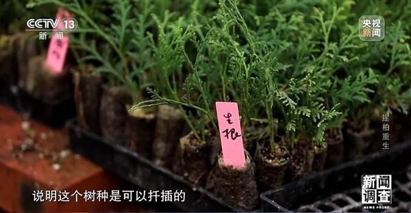 野外灭绝→百万植株 这是植物界“大熊猫”崖柏的重生日记