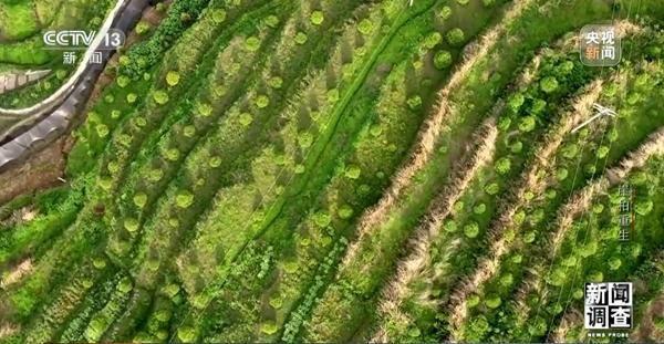 野外灭绝→百万植株 这是植物界“大熊猫”崖柏的重生日记