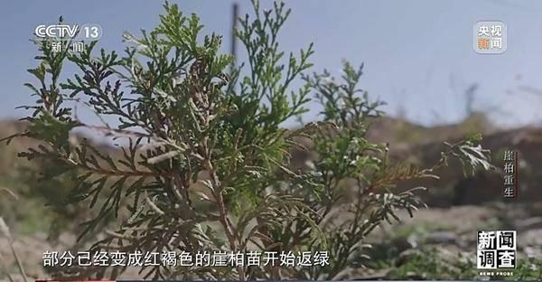 野外灭绝→百万植株 这是植物界“大熊猫”崖柏的重生日记