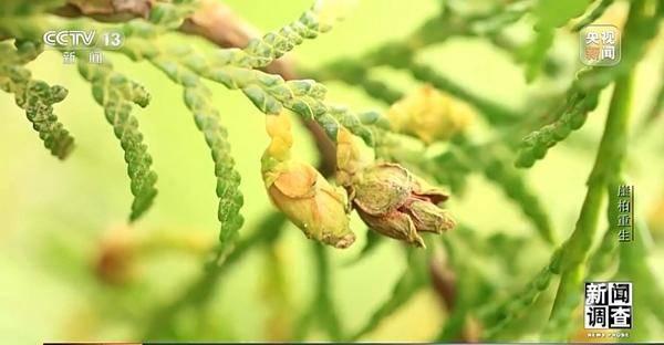 野外灭绝→百万植株 这是植物界“大熊猫”崖柏的重生日记