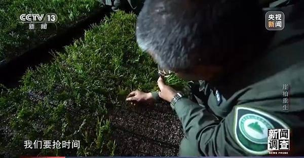 野外灭绝→百万植株 这是植物界“大熊猫”崖柏的重生日记