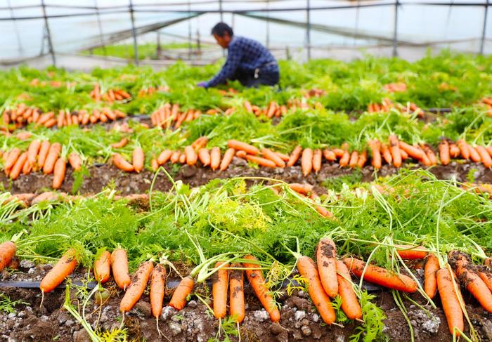 青岛莱西：超六成胡萝卜出口日韩和东南亚