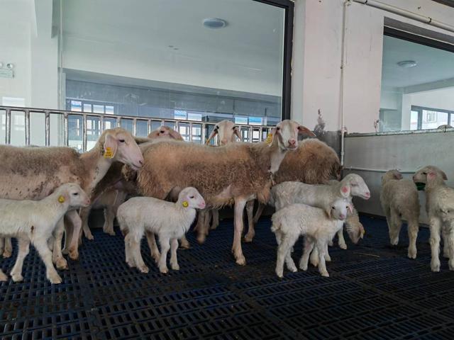 喝天山雪水、住现代圈舍，湖羊在新疆伊犁产下6000只“疆一代”