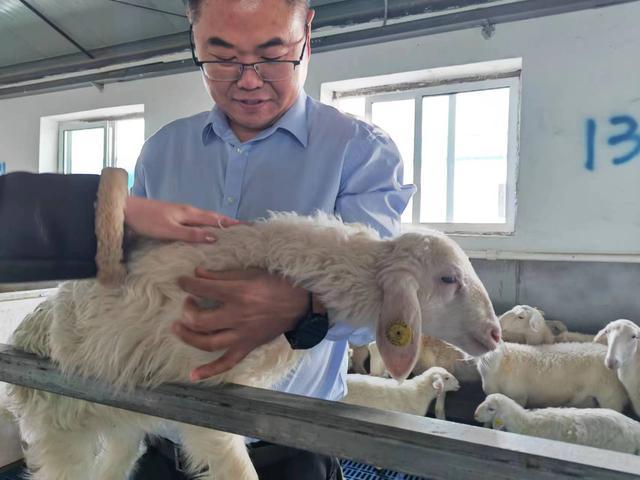 喝天山雪水、住现代圈舍，湖羊在新疆伊犁产下6000只“疆一代”