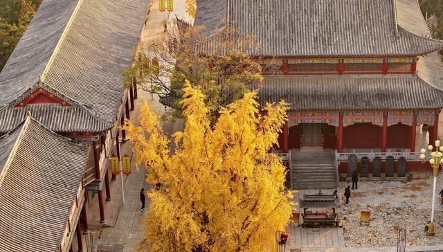 树龄1200多年！郑州市区最老的银杏树迎来最美时间