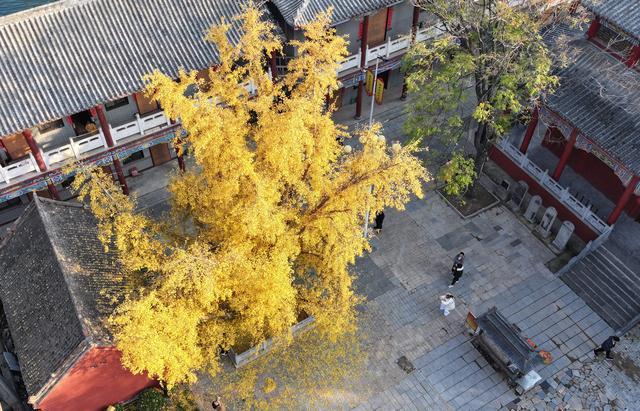 树龄1200多年！郑州市区最老的银杏树迎来最美时间