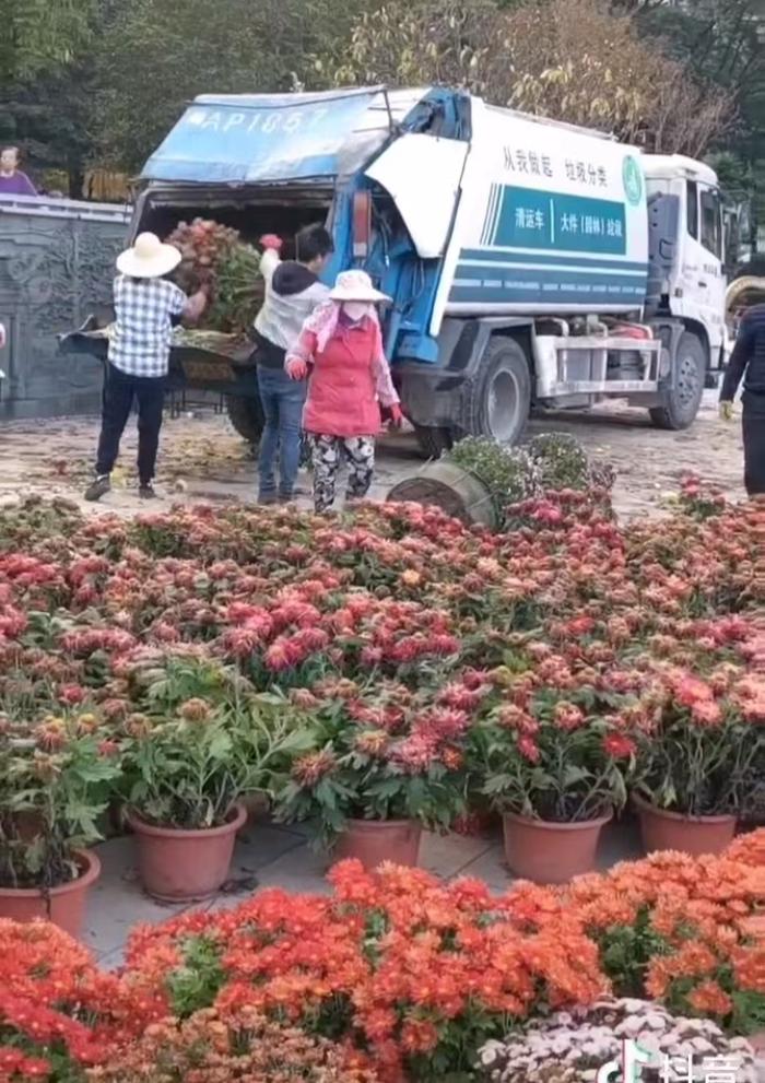 菊展结束后大量盆栽被扔垃圾车？承办方：送至花圃再培育