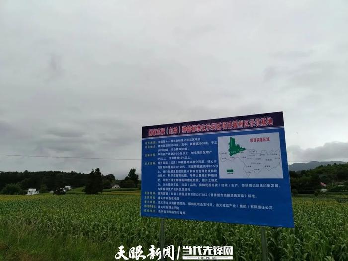 全国唯一，遵义将建立高粱种植标准体系