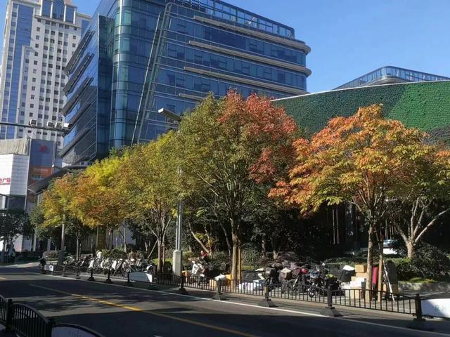 秋叶绝美，无花胜有花：上海徐汇限定版色彩地图了解一下