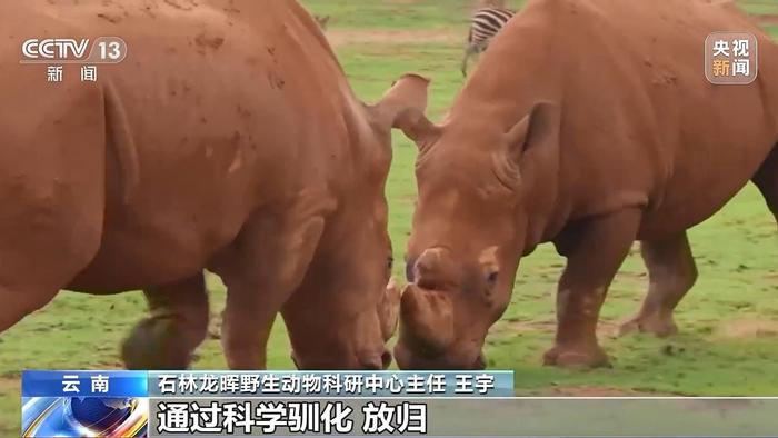 1000多万年前，非洲黑犀的原始祖先竟然生活在中国！