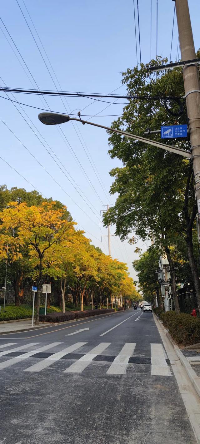 秋叶绝美，无花胜有花：上海徐汇限定版色彩地图了解一下