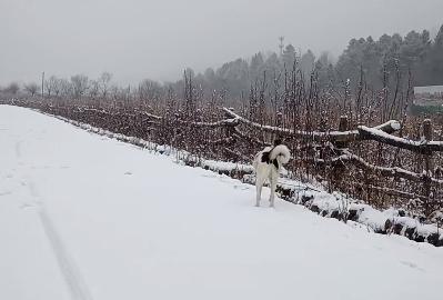 西安这里下雪了！陕西发布重要气候预测！都穿厚点~